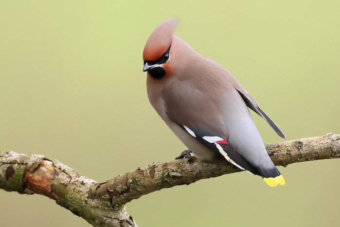 Waxwing
