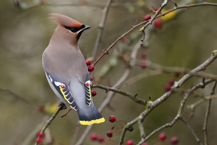 Waxwing