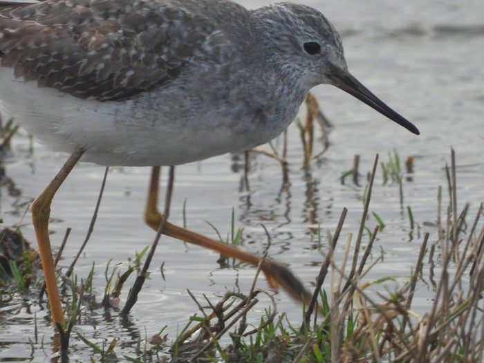 Lesser Yellowlegs