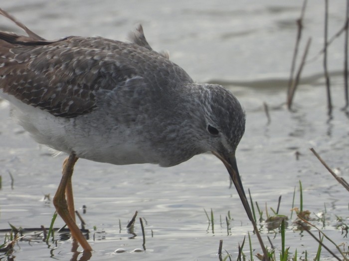 Lesser Yellowlegs