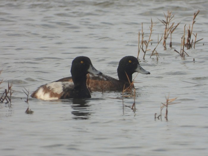 Scaup