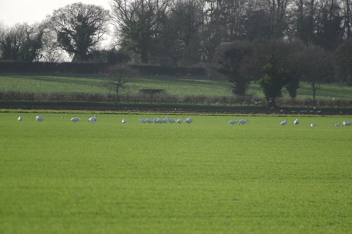 Bewick's Swan