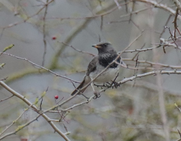 Black-throated Thrush