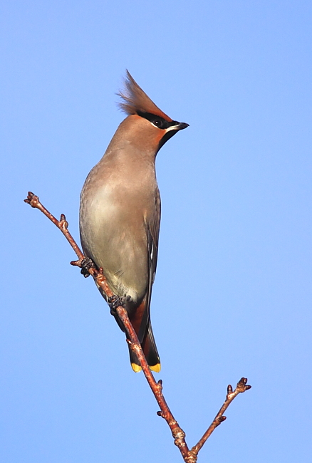 Waxwing