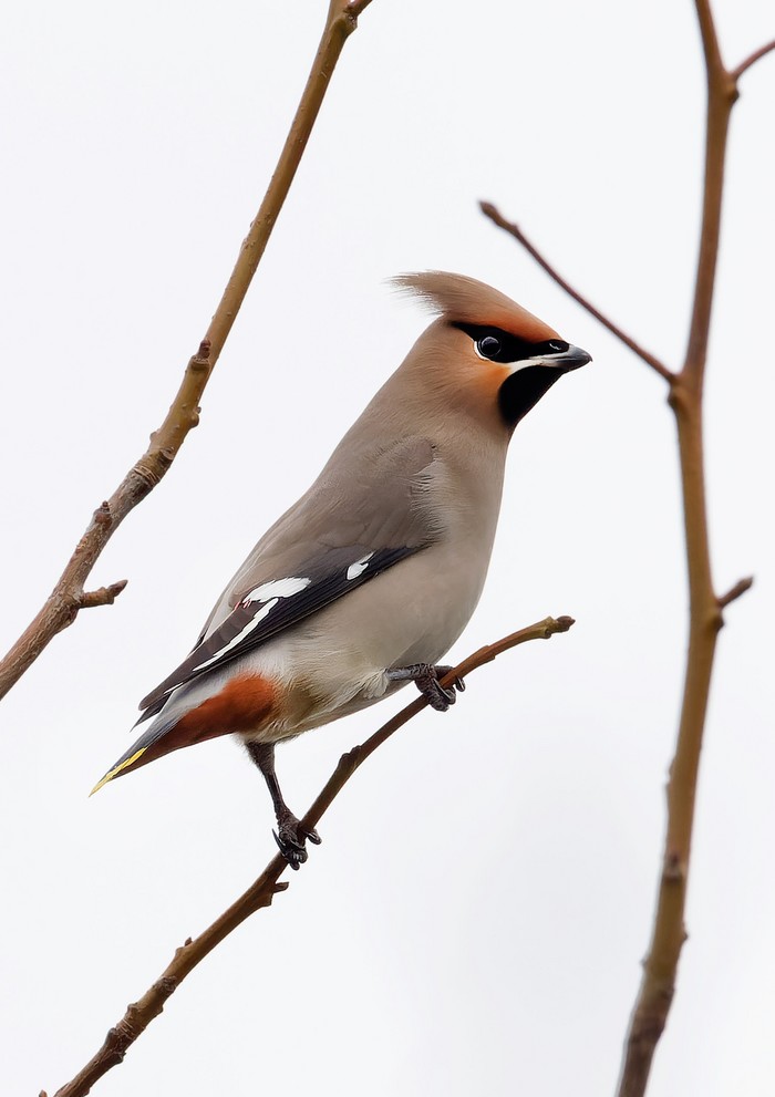Waxwing