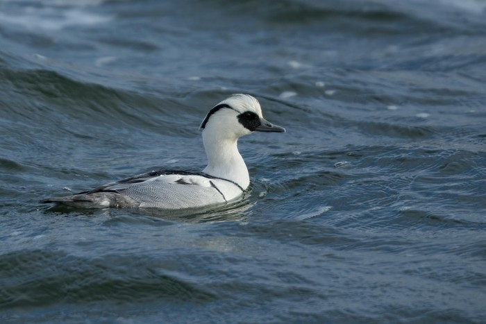 Smew