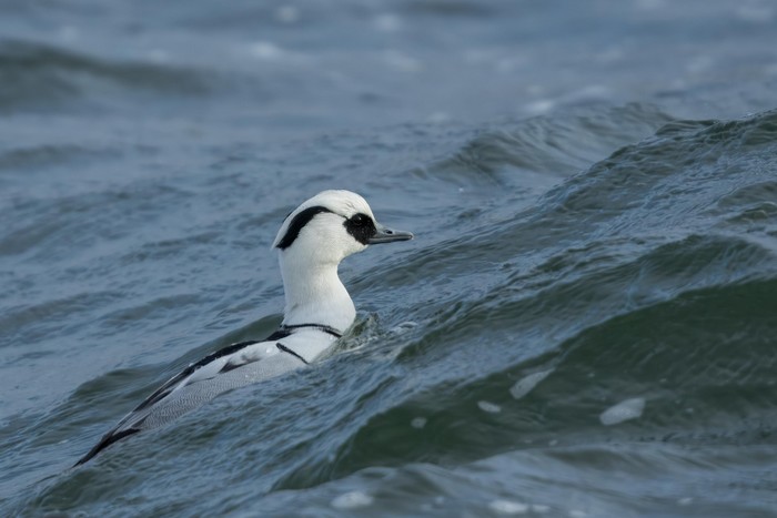 Smew
