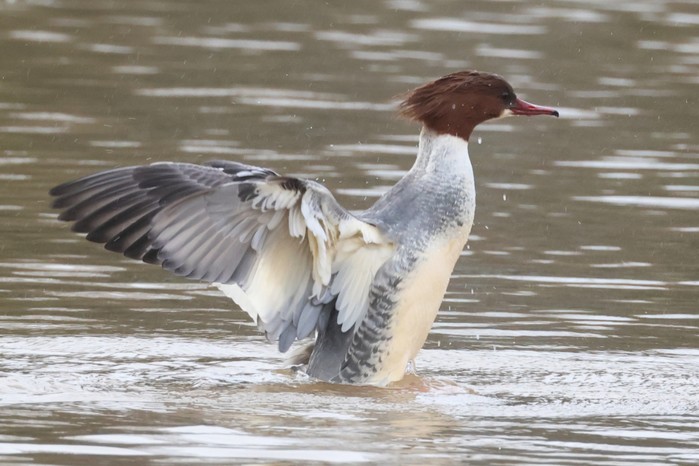 Goosander