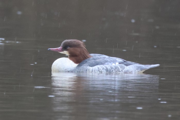 Goosander