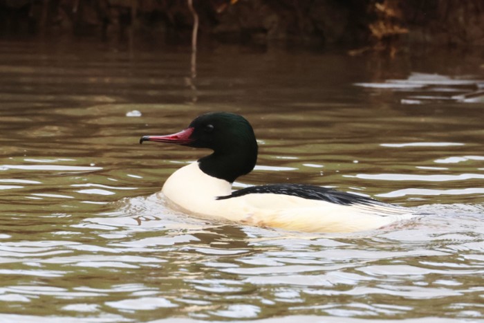 Goosander