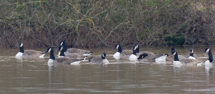 Canada Goose