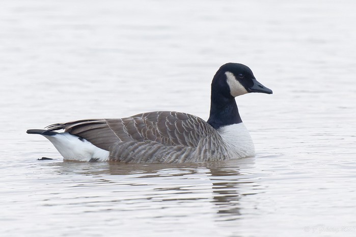 Canada Goose