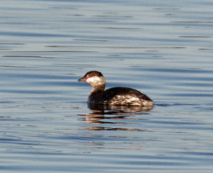 Slavonian Grebe
