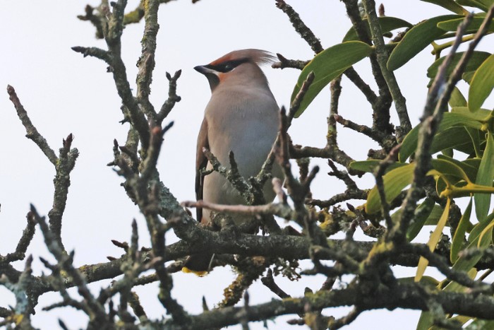 Waxwing