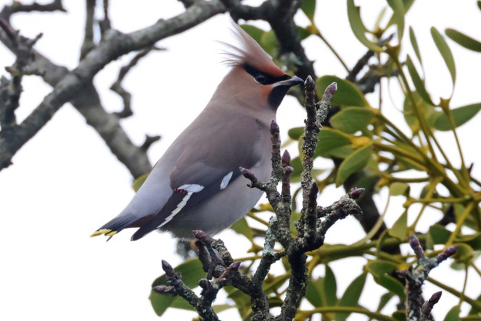 Waxwing