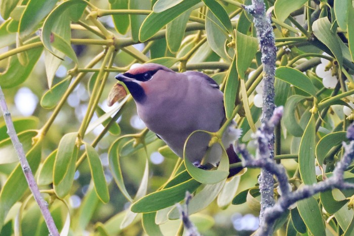Waxwing
