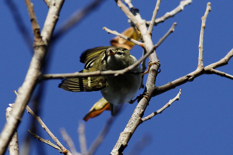 Yellow-browed Warbler