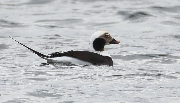 Long-tailed Duck