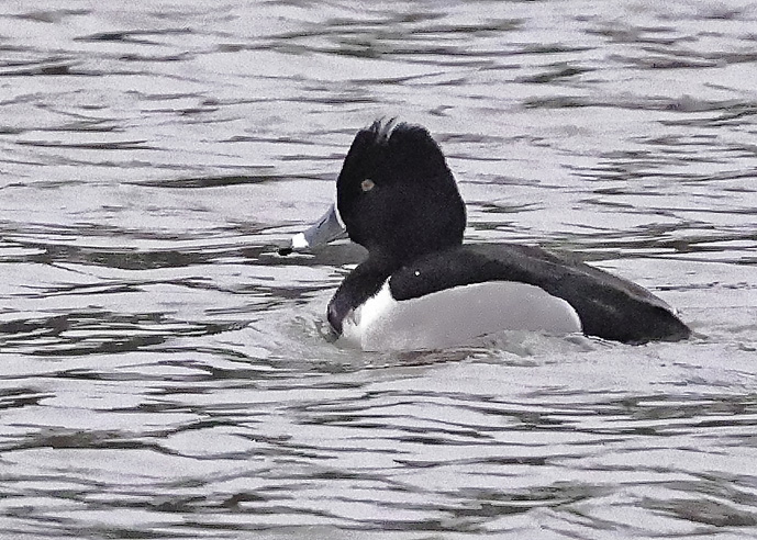 Ring-necked Duck