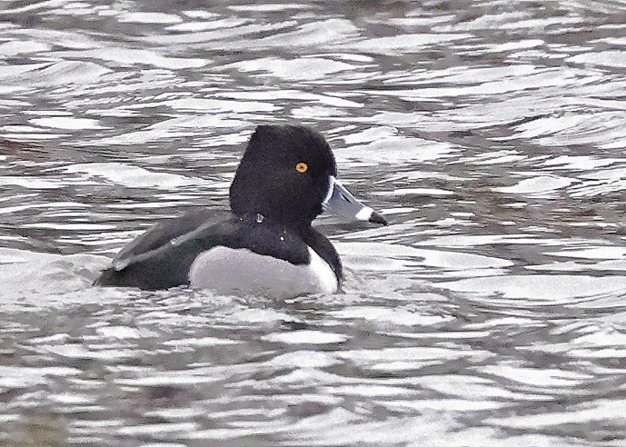 Ring-necked Duck