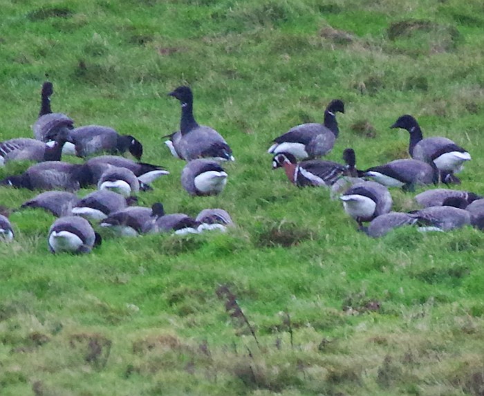Red-breasted Goose