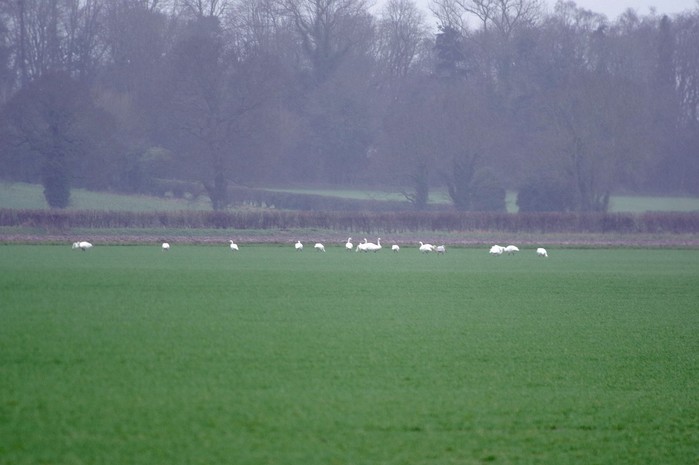 Bewick's Swan
