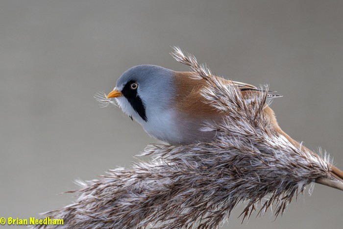 Bearded Tit