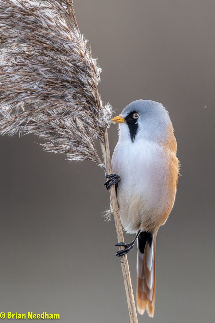Bearded Tit