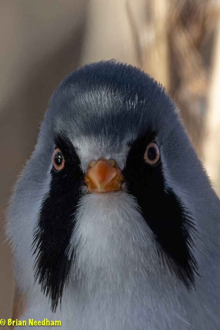 Bearded Tit