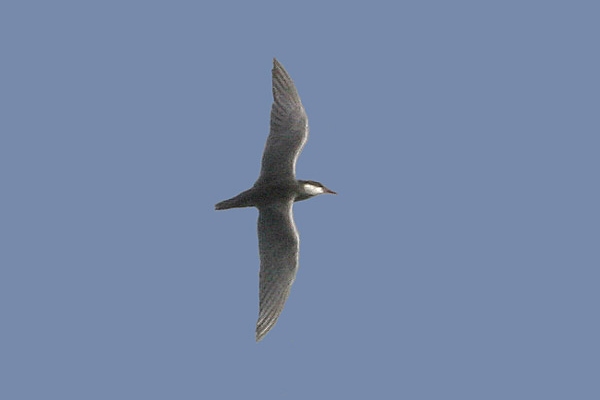 Whiskered Tern