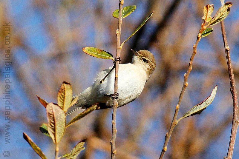 Siberian Chiffchaff