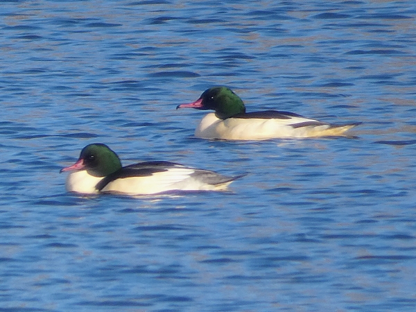 Goosander