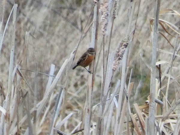 Stonechat