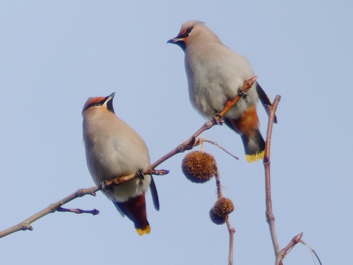Waxwing