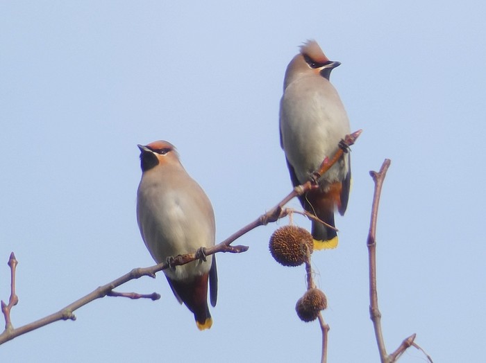 Waxwing