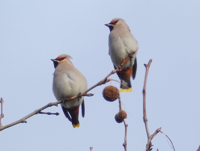 Waxwing