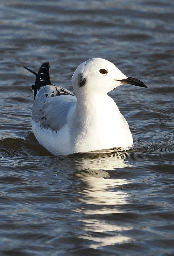 Bonaparte's Gull
