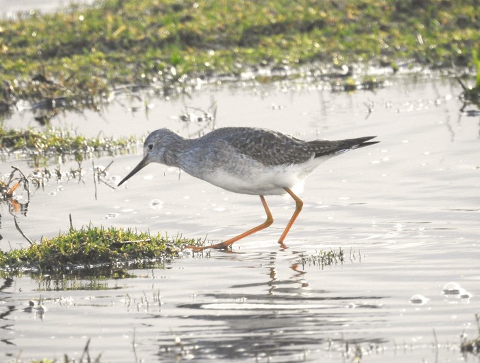 Lesser Yellowlegs