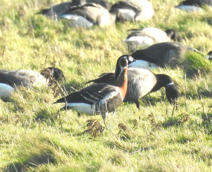 Red-breasted Goose