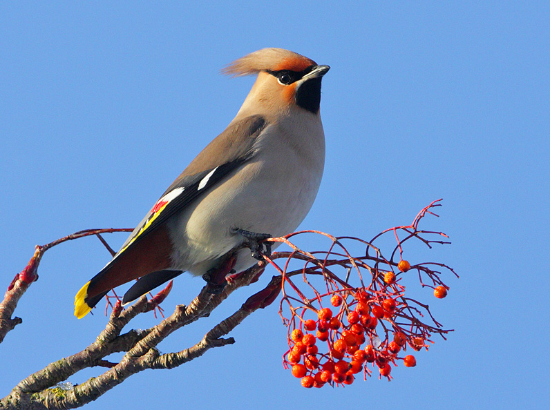 Waxwing