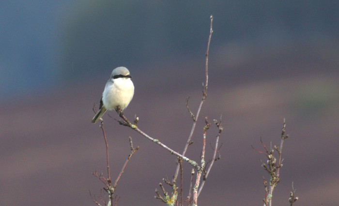 Great Grey Shrike