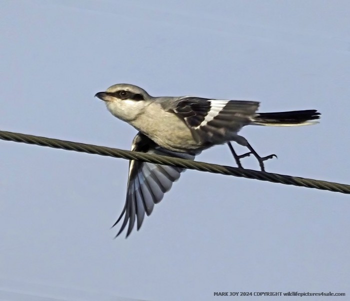 Great Grey Shrike