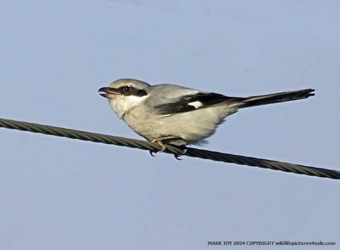 Great Grey Shrike