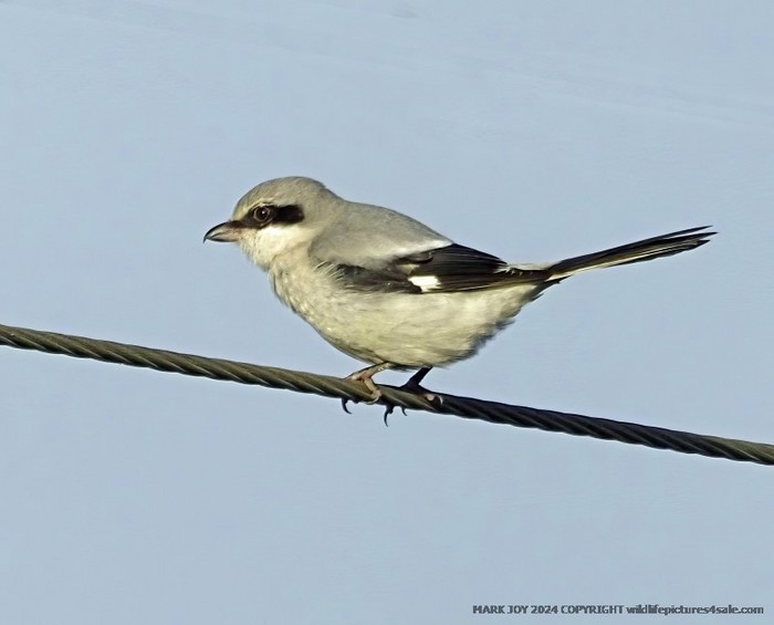 Great Grey Shrike