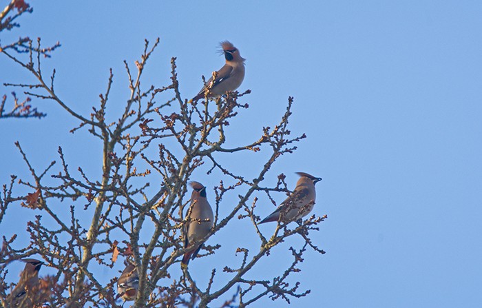 Waxwing