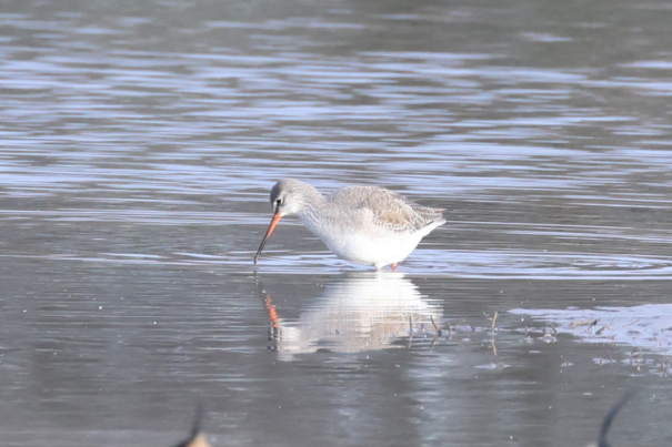 Spotted Redshank