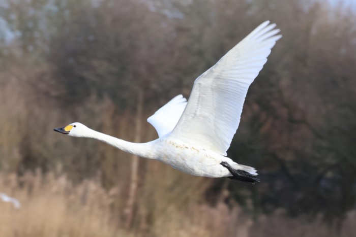 Bewick's Swan