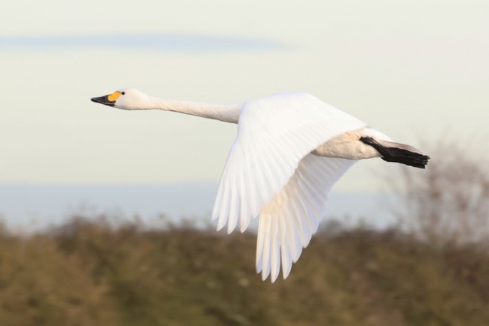 Bewick's Swan