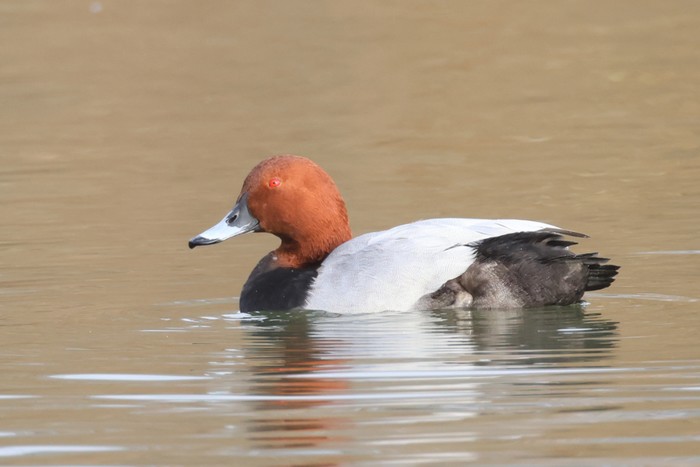 Pochard