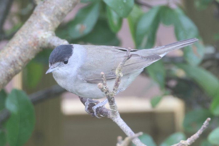 Blackcap